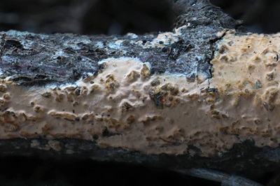 peniophora-incarnata5