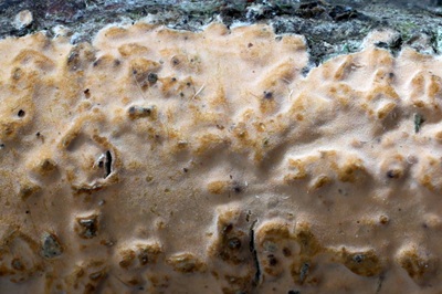 peniophora-incarnata7