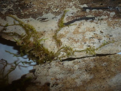 Peniophorella guttulifera