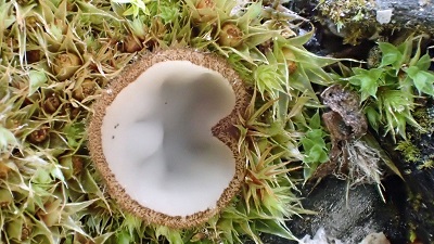 Perilachnea hemisphaerioides