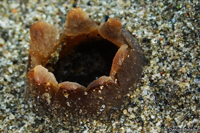 Peziza ammophila