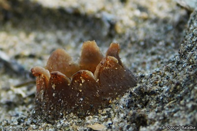 peziza-ammophila1