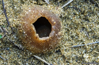 peziza-ammophila2