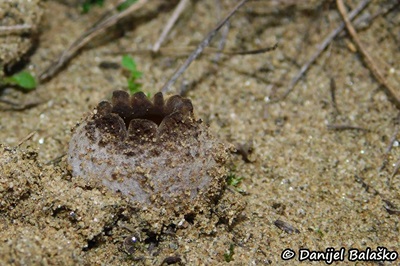 peziza-ammophila4