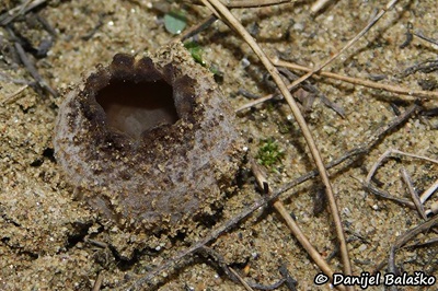 peziza-ammophila5