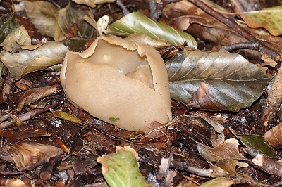 Peziza cerea