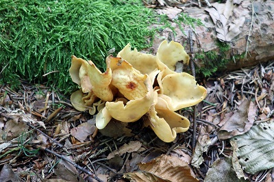 Peziza domiciliana