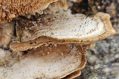 Phaeocalicium polyporaeum