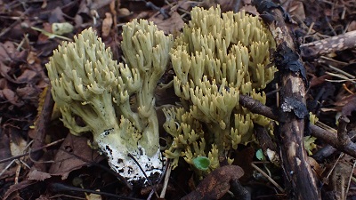 Phaeoclavulina abietina