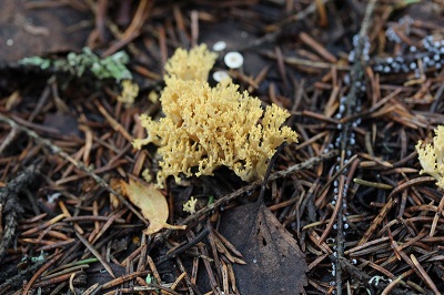 Phaeoclavulina corrugata