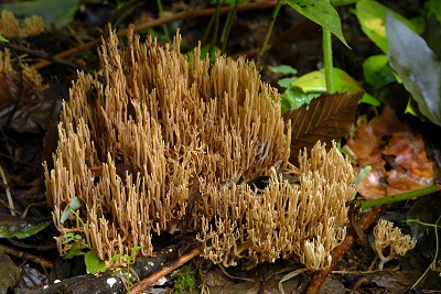 Phaeoclavulina flaccida