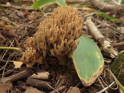 Phaeoclavulina macrospora