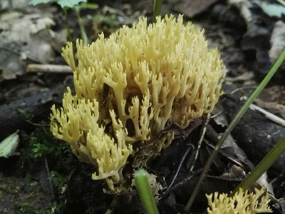Phaeoclavulina myceliosa