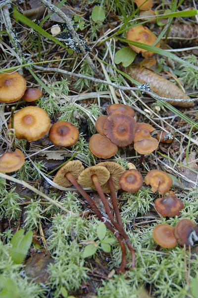 Phaeocollybia jennyae