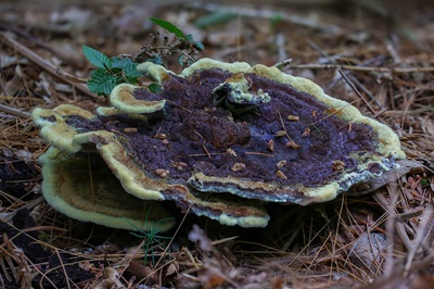 phaeolus-schweinitzii8