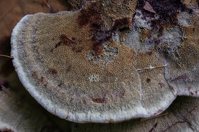 phaeolus-schweinitzii9