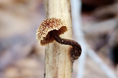Phaeomarasmius erinaceus