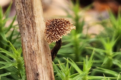 phaeomarasmius-erinaceus1