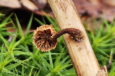 phaeomarasmius-erinaceus2