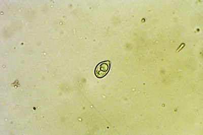 phaeomarasmius-erinaceus7