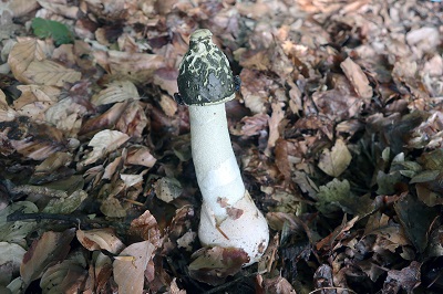 Phallus impudicus