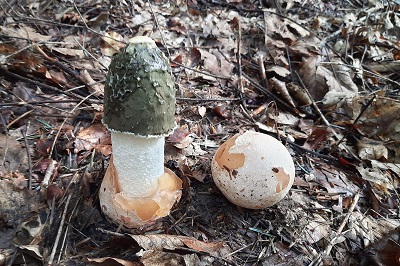 phallus-impudicus1