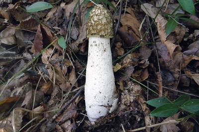phallus-impudicus2