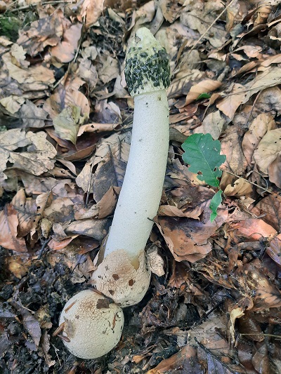 phallus-impudicus3