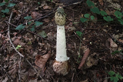 phallus-impudicus4