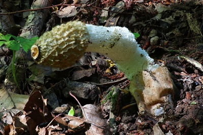 phallus-impudicus5