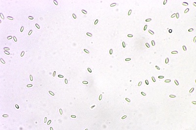 phallus-impudicus6