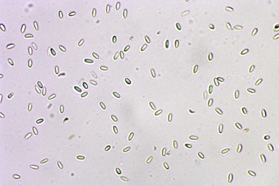 phallus-impudicus7