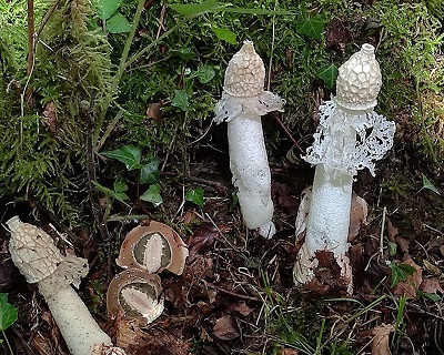 Phallus indusiatus