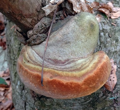Phellinus hartigii