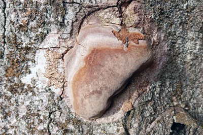 phellinus-hartigii1