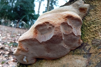 phellinus-hartigii2