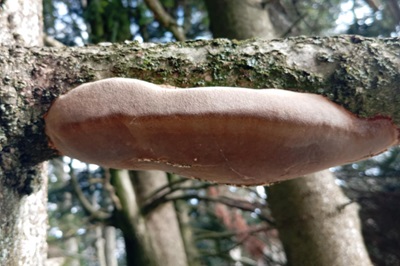 phellinus-hartigii3