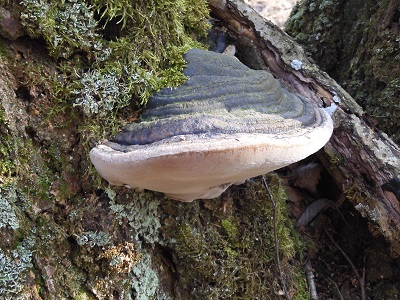 Phellinus populicola