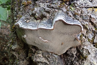 Phellinus tremulae
