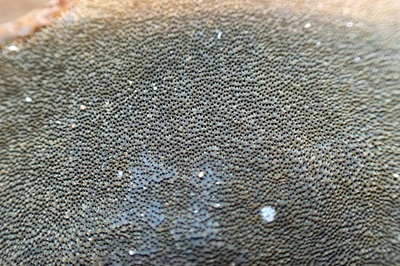 phellinus-tremulae1