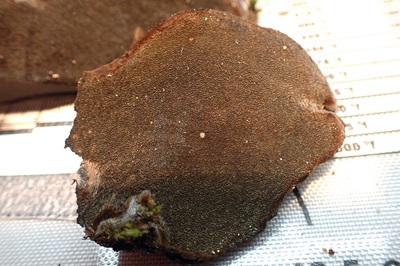 phellinus-tremulae2