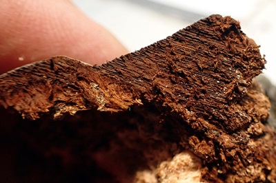 phellinus-tremulae3