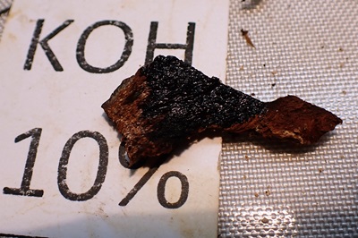 phellinus-tremulae4