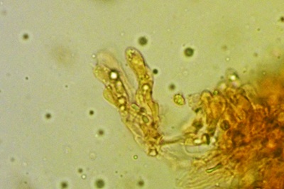 phellodon-confluens11