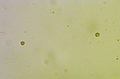 phellodon-confluens9