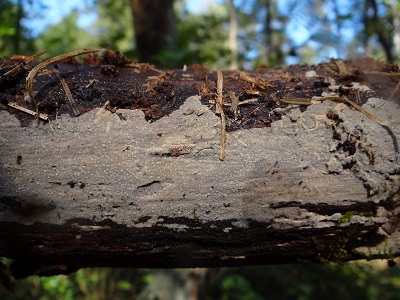 Phlebia lilascens
