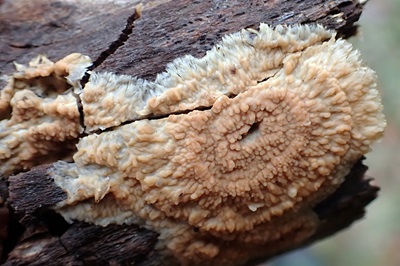 Phlebia radiata
