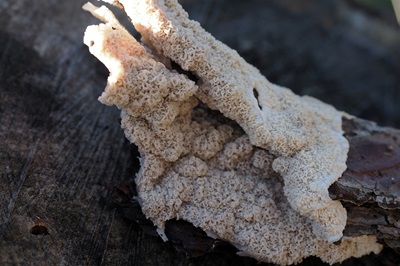 Phlebia rufa