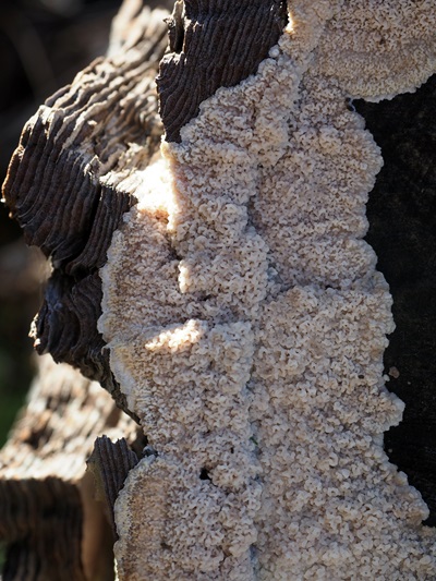 phlebia-rufa1