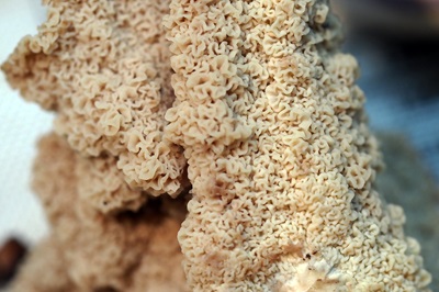 phlebia-rufa2
